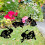 Acrylic Stakes Garden Black Rabbit Silhouette Stake-Style D 5