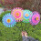 Colorful Wind Spinners Eye Catching Pinwheels for-cloud lotus 7