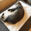 Lit pour chien auto-chauffant pour chien, coussin de lit 3