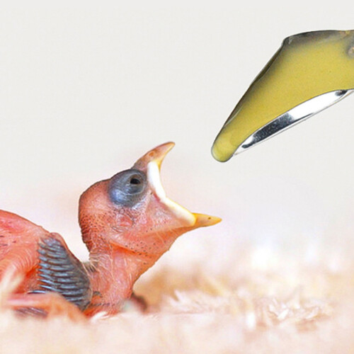 Cuillères d'alimentation pour oiseaux de compagnie, 10 pièces en 2