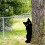 Piquet de jardin de chat pour décorations de pelouse,-JSTY066 3