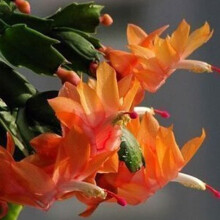 Schlumbergera Seeds Pack of 20