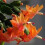 Schlumbergera Seeds Pack of 20 1