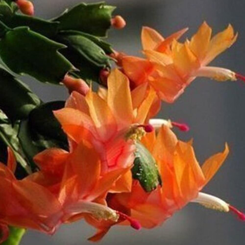 Schlumbergera Seeds Pack of 20
