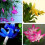 Schlumbergera Seeds Pack of 20 4
