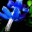 Schlumbergera Seeds Pack of 20 5