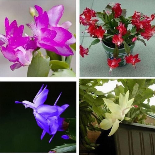 Schlumbergera Seeds Pack of 20 2