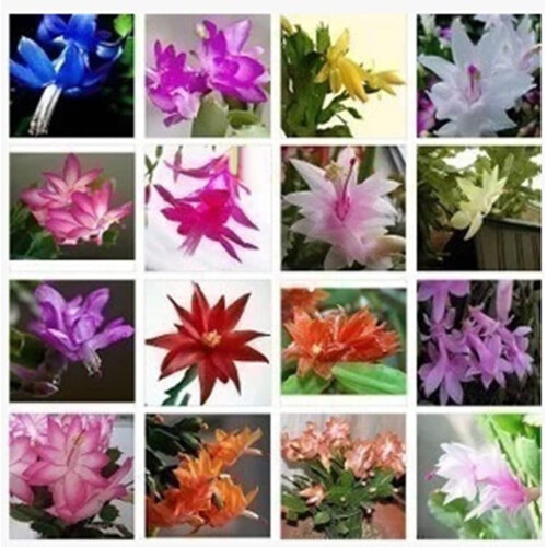 Schlumbergera Seeds Pack of 20 1