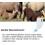 feeding bottles for goats  two bottles  with scale and handle  800 ml 4