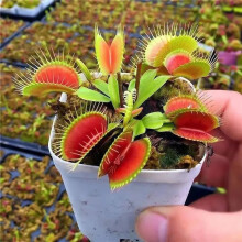 Seeds Venus Fly Trap Plants, Organic Seeds, Exotic Plants Hardy Pot, 20 Pieces
