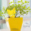 Strong Fly Traps Bugs Sticky Board Catcher Gnat Catcher Home-C 5