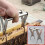 Bee Hive Tools Beekeeping Frame Grippers Stainless Steel Clamp Holder Compatible With Hive Frames 2