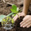 Nursery Accessories Tool Grow Bags Biodegradables-10x12cm 7