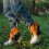 Silicone Coated Low Ankle Gaiters Windproof-Vital Orange 2