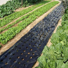Black Plastic Mulch Film with 5 Holes for Agriculture Vegetable Film Plant Film