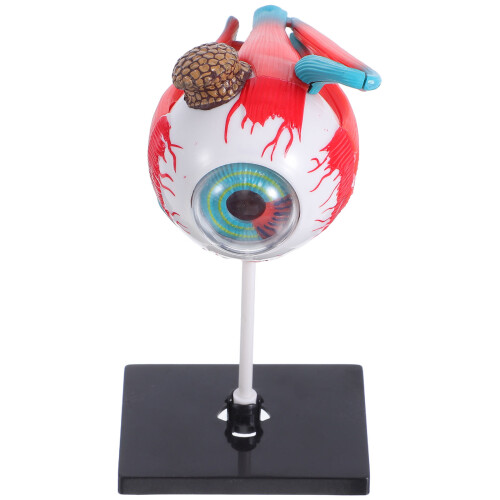 3Pcs Do Anatomia Brinquedo Educativo 1
