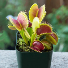 25 Pieces Plant Seeds, Fast Growth, Fast Germination, Decorative Garden Dionaea Muscipula Seeds for Home Seeds Saatgut