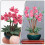 2 Unidades Miniatura De Plástico Com Mini Vaso Para Decoração 7