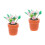 2 Unidades Bonsai Rosa Para Casa Bonecas, Artificial 6