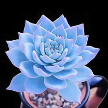 Seeds Echeveria Subsessilis Blue Rare Succulent Hen and Chicks Plant 50 Seeds: Only Seeds Ref: 5239