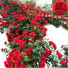 100 seeds/seeds rose tree red heerloom package large climbing plants perennial perennial rose rink fragrant green garden flowers Ref: 8318