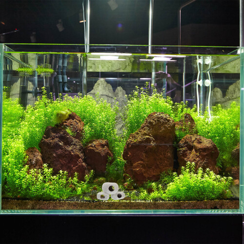 Para Camarão E Decoração Acessório 1