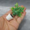 2 Unidades Miniatura Casa 1/12 Plantas Vasos Plástico 9