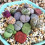 Lithops Specie Mix (Pietra, Piante) 20 Semi Ref: 5261 1