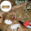 1 Mini Casa Acessório Flores Enfeite Miniatura 4