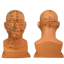 Traditional Chinese Medicine Acupuncture Head Model Medical Teaching Tool for Head Acupuncture Points with Acupuncture Needles