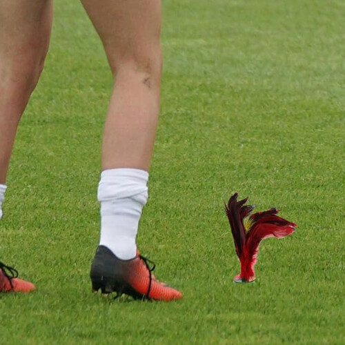 Φτερό Kickcock με πολύχρωμα φτερά που δεν ξεθωριάζουν, παραδοσιακό κινέζικο αθλητικό 1