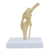 Anatomical Model of Dog Knee Joint with Straps, Artificial Natural Size, Veterinary Gauge, Research Skeleton, Animal Display