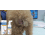 Hunde-Analdrüsen-Geruchsspray, mild 7