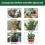 Liquid Fertilizer Spray for Succulents & Cacti 10