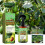 Flüssigdünger-Spray 3-1-2 für Avocado-Baum 8