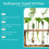 Hydroponic Liquid Fertilizer for Lawn & Leaf Growth 12