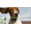 Dog Dietary Supplements for Pet Health 7
