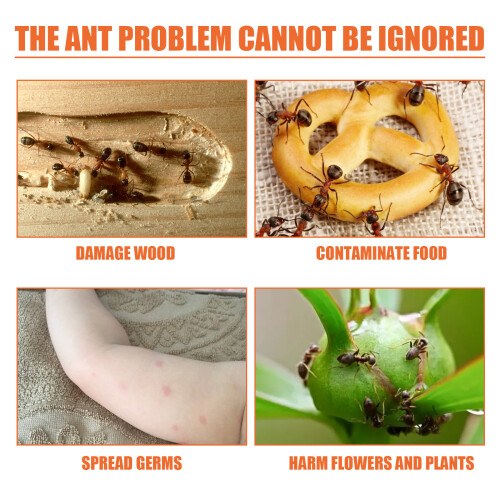 Ant Attractant Powder for Household Insects 2