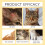 Cat Fish Oil Tablets for Skin Moisturizing 15