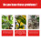 Flüssigdünger-Spray 3-1-2 für Anthurium 3