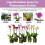 Premium Flüssigdünger-Spray für Phalaenopsis-Orchideen 11