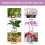 Premium Flüssigdünger-Spray für Phalaenopsis-Orchideen 4