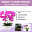 Premium Flüssigdünger-Spray für Phalaenopsis-Orchideen 10
