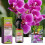 Premium Flüssigdünger-Spray für Phalaenopsis-Orchideen 2