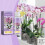 Orchideen-Wachstumsdünger für Töpfe 2
