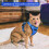Cat Harness, Adjustable with Leash, for Small Medium Large Cats (Blue, XS) 2