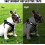 Breathable Cat Harness Set, Escape Proof Reflective, Adjustable with Lead (S) 4
