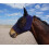 Horse And Pony Pull On Lycra Fly Mask (L, Navy) 5