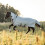 IRHReese Fly Blanket Silver Grey 155 3