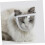 Transparent Cat Muzzle Breathable Grooming Muzzle for Cats Licking and Head Circumference for Pet Care 3